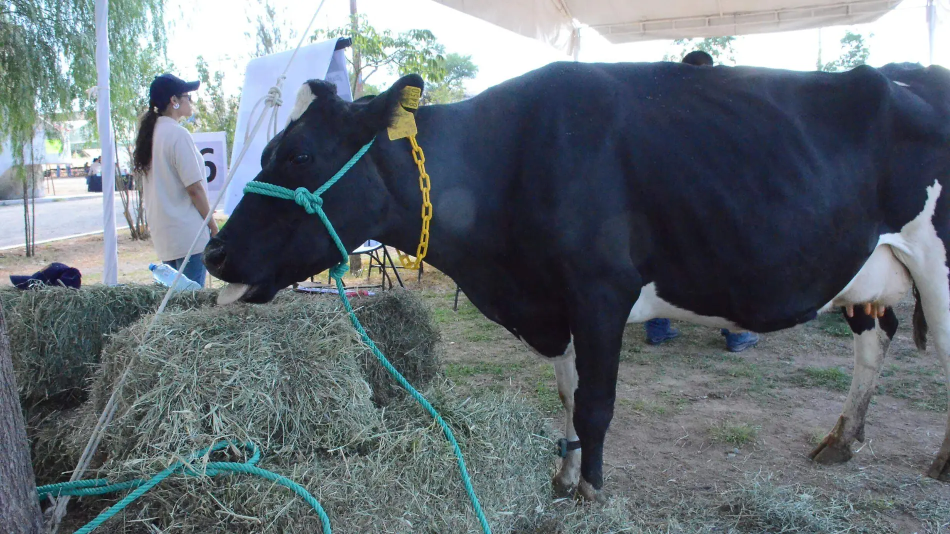 Insumos para producir leche van en aumento menos el precio del l_cteo.  Luis Lu_vanos